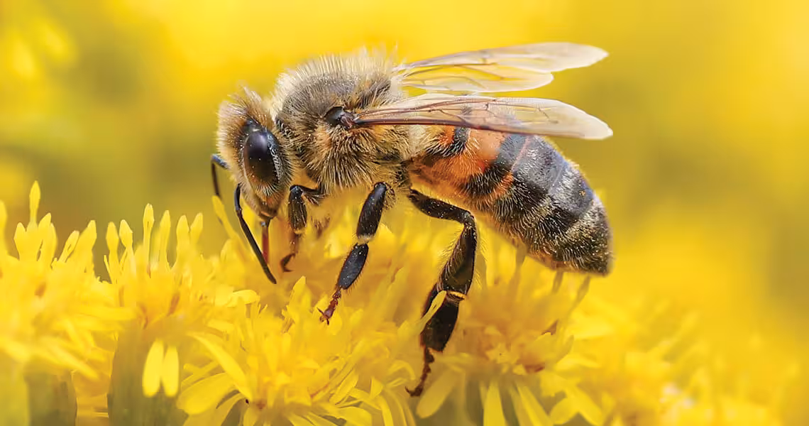 Honey Bee